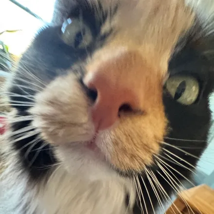 Frankie