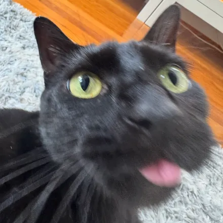 Pippin